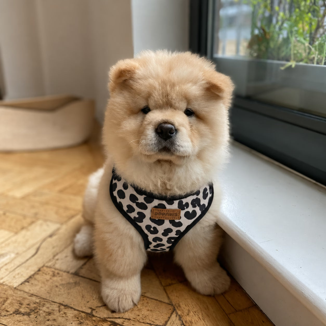 A fluffy cream-colored puppy wearing a black and white leopard print harness, sitting on a wooden parquet floor next to a window.
