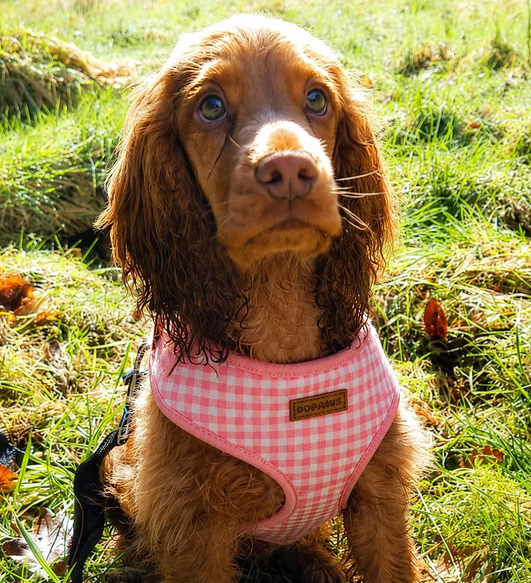 Designed Pink Caro Dog Vest Set