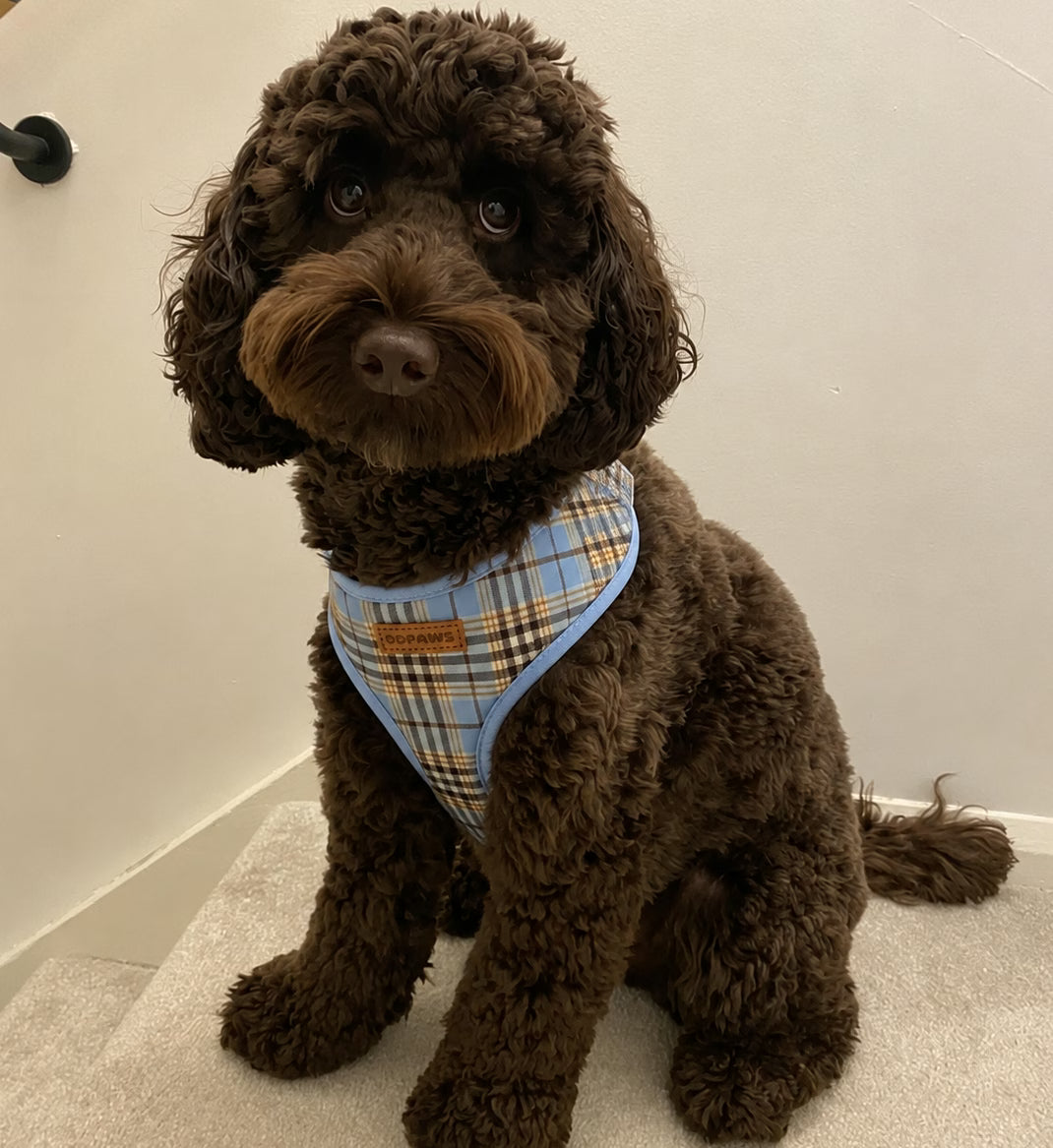 Designed Blue Brown Plaid Dog Vest Set