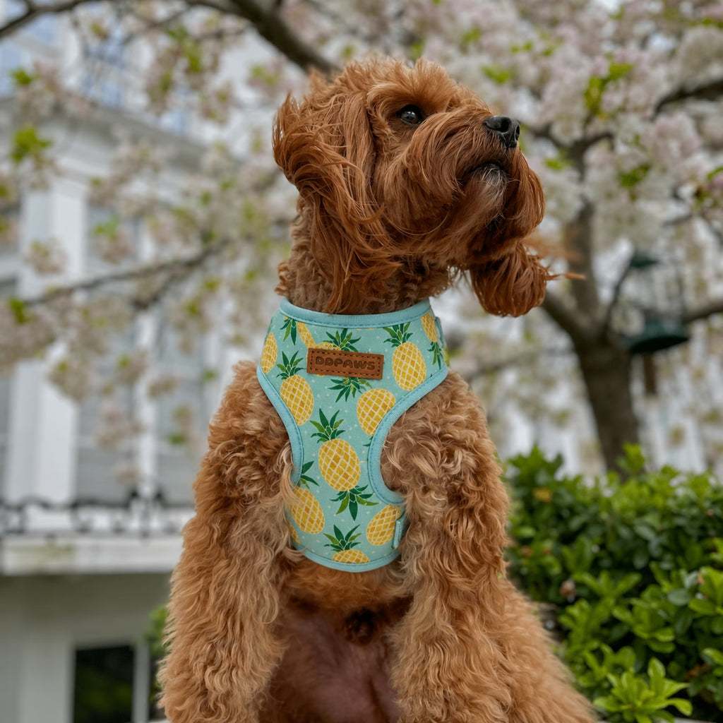Designed Pineapple Dog Vest Set