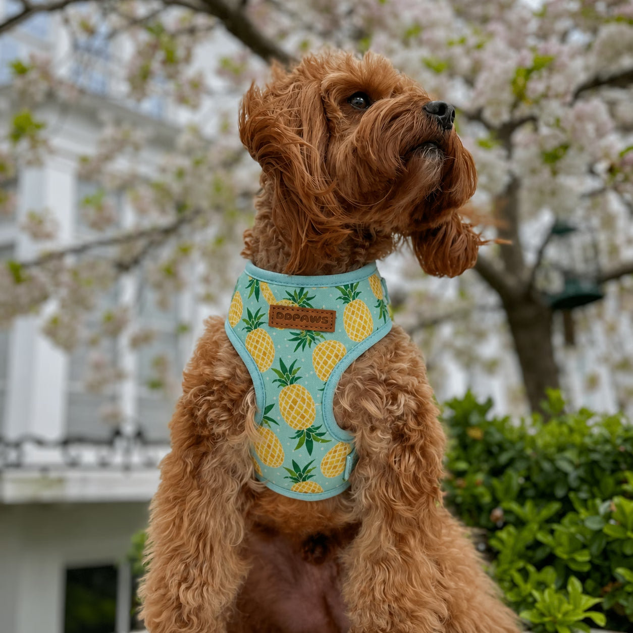 Designed Pineapple Dog Vest Set