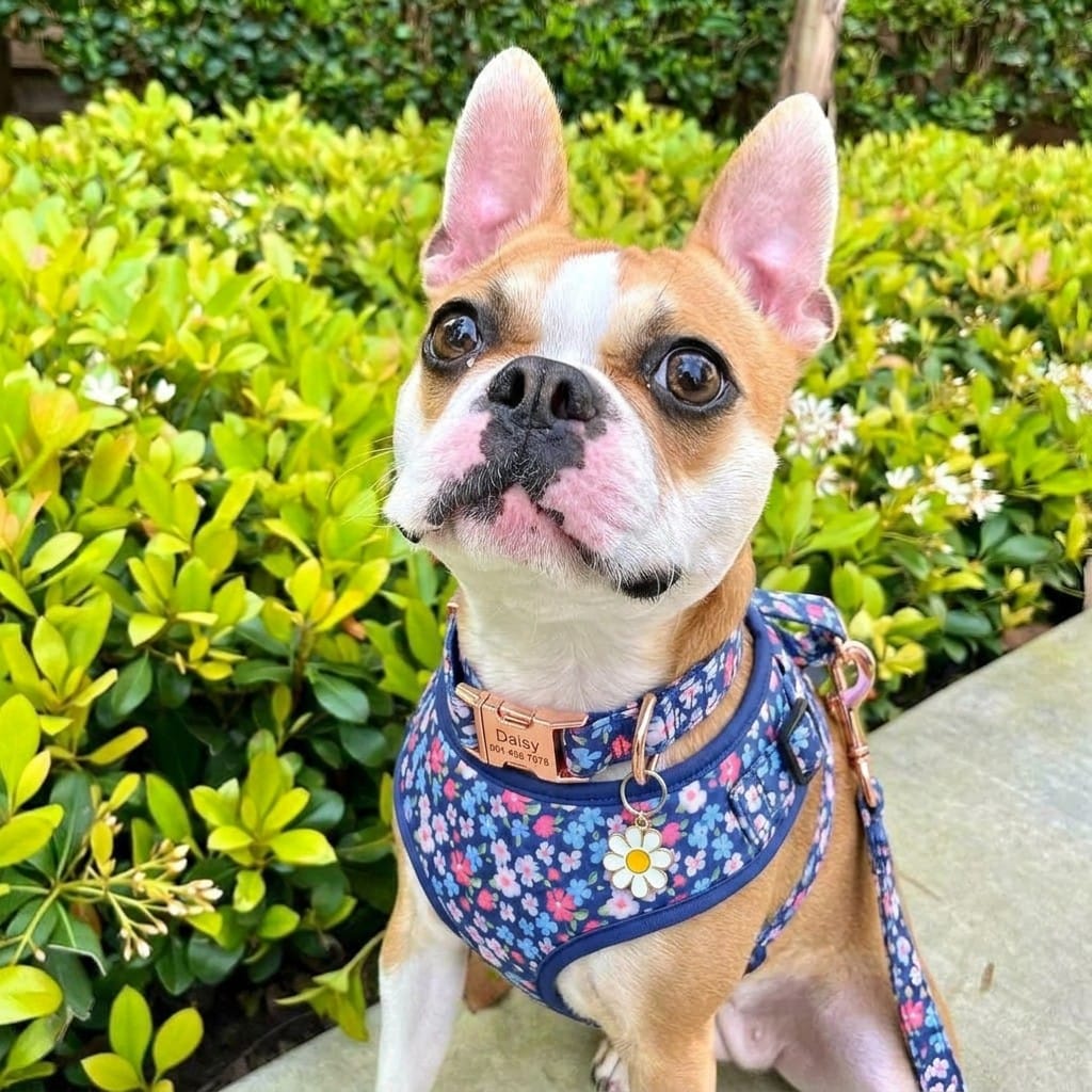 D&D Paws Designed Navy Retrol Floral Dog Vest Set
