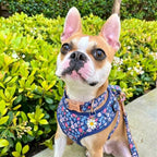 D&D Paws Designed Navy Retrol Floral Dog Vest Set
