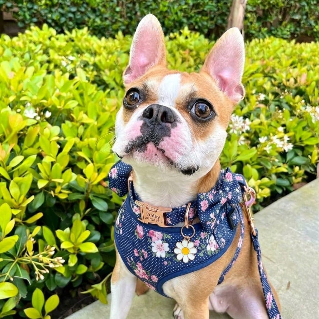 D&D Paws Designed Navy Floral Dog Vest Set