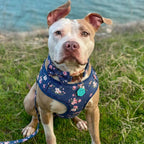 D&D Paws Designed Navy Floral Dog Vest Set