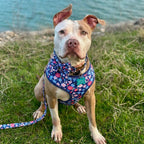D&D Paws Designed Navy Retrol Floral Dog Vest Set