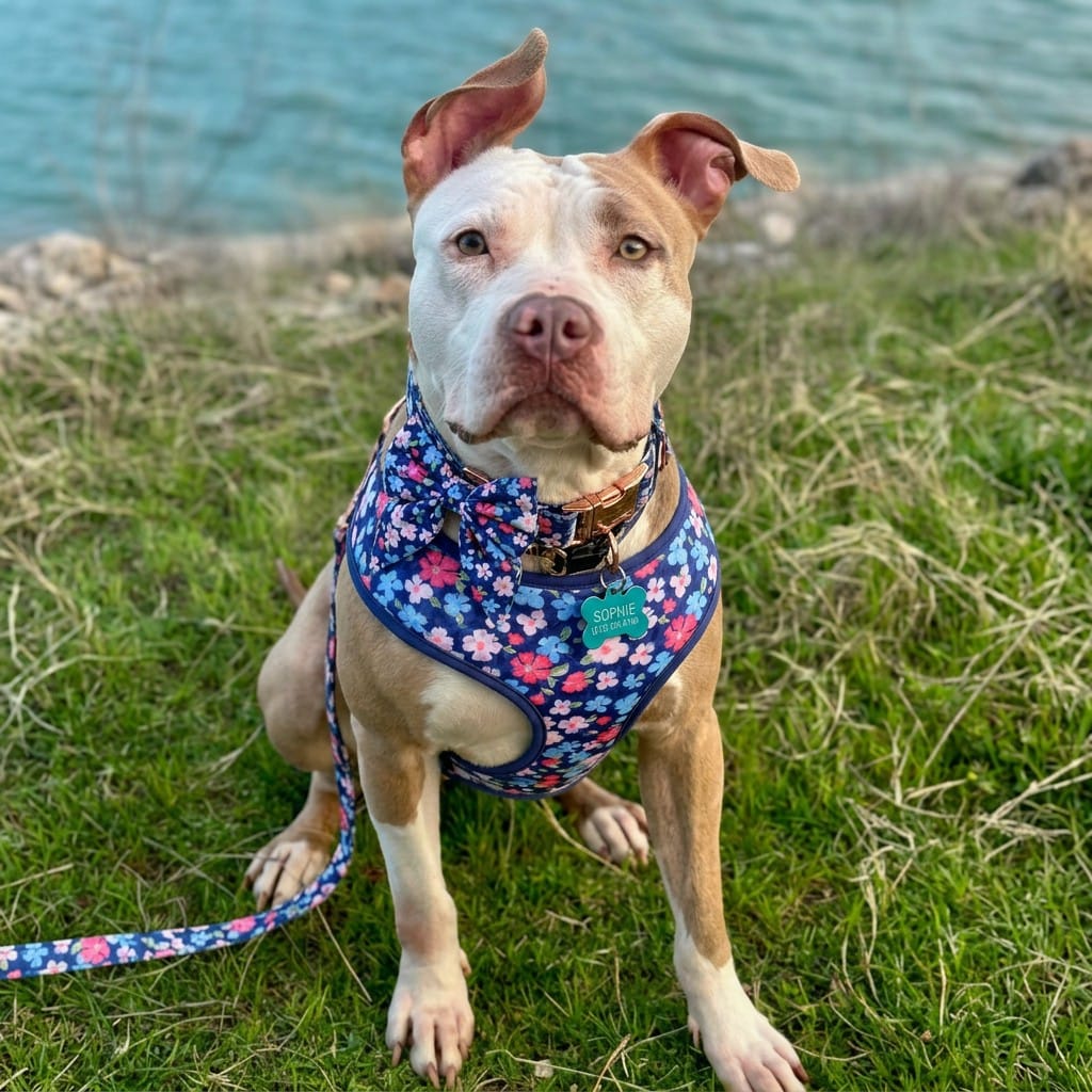 D&D Paws Designed Navy Retrol Floral Dog Vest Set