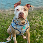 Designed Blue Brown Plaid Dog Vest Set