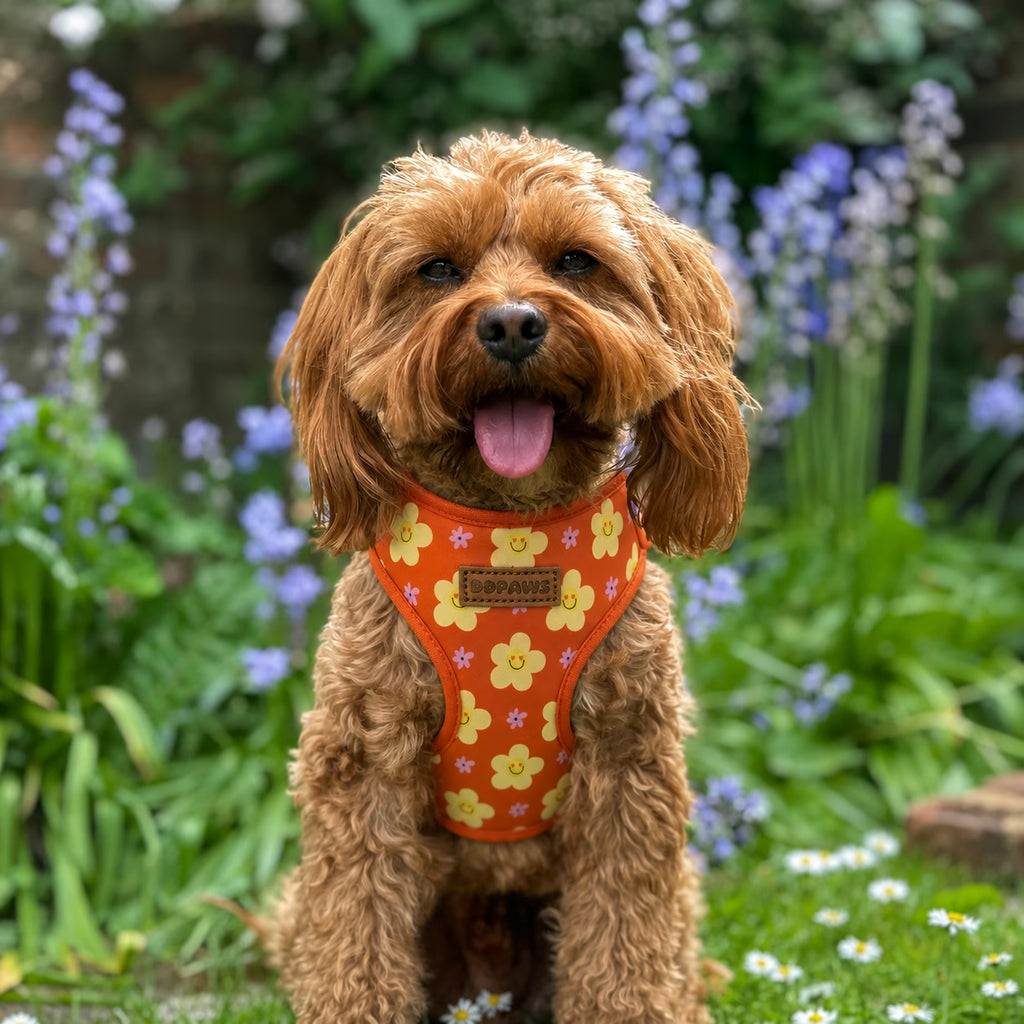 Designed Happy Daisy Floral Dog Vest Set