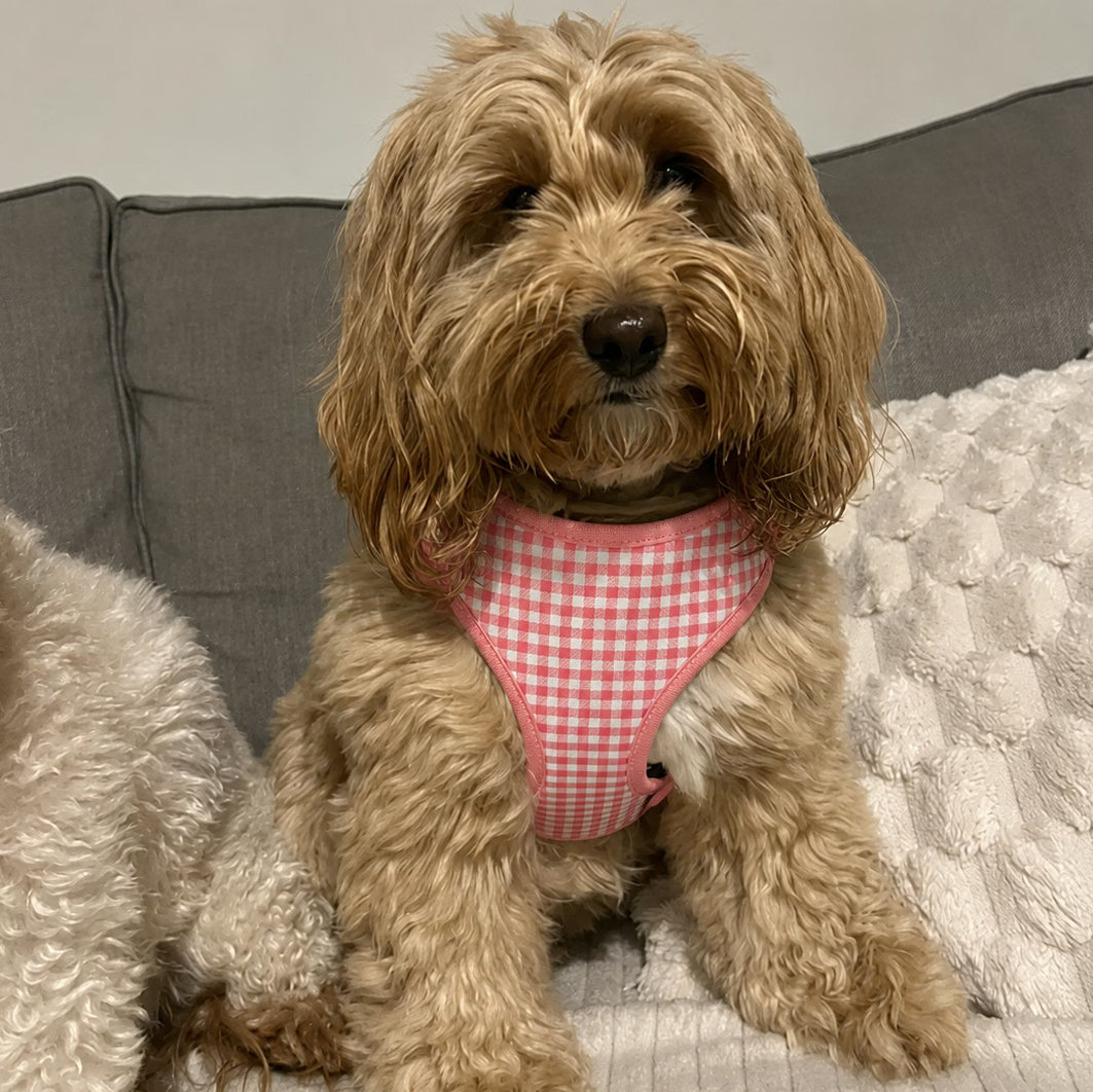 Designed Pink Caro Dog Vest Set