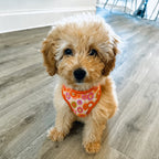 Designed Autumn Floral Dog Vest Set