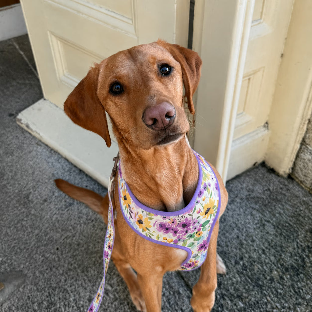 Designed Lavender Meadow Floral Dog Vest Set