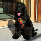 Designed Midnight Floral Dog Vest Set