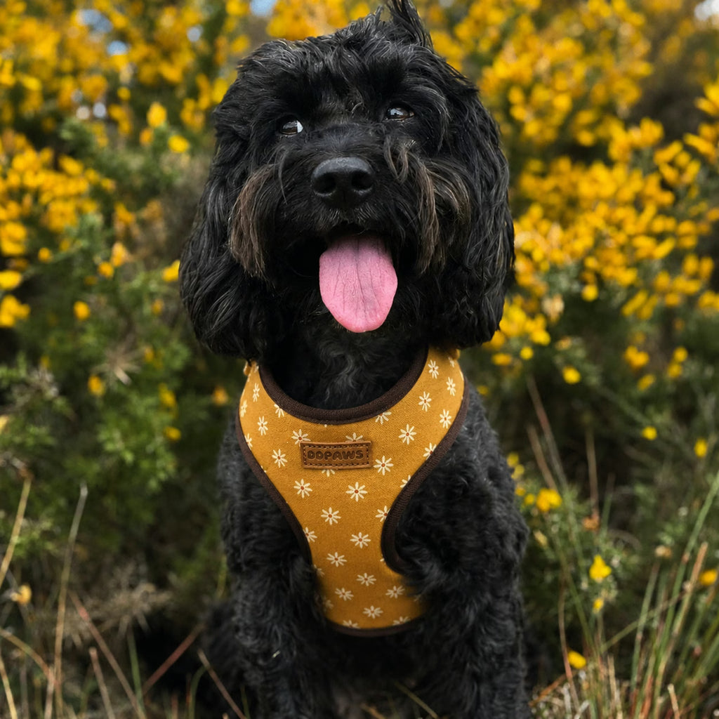 Designed Autumn Daisy Floral Dog Vest Set