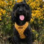 Designed Autumn Daisy Floral Dog Vest Set