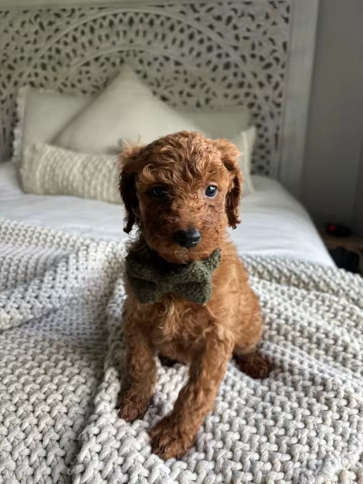 Cozy Olive Teddy Set