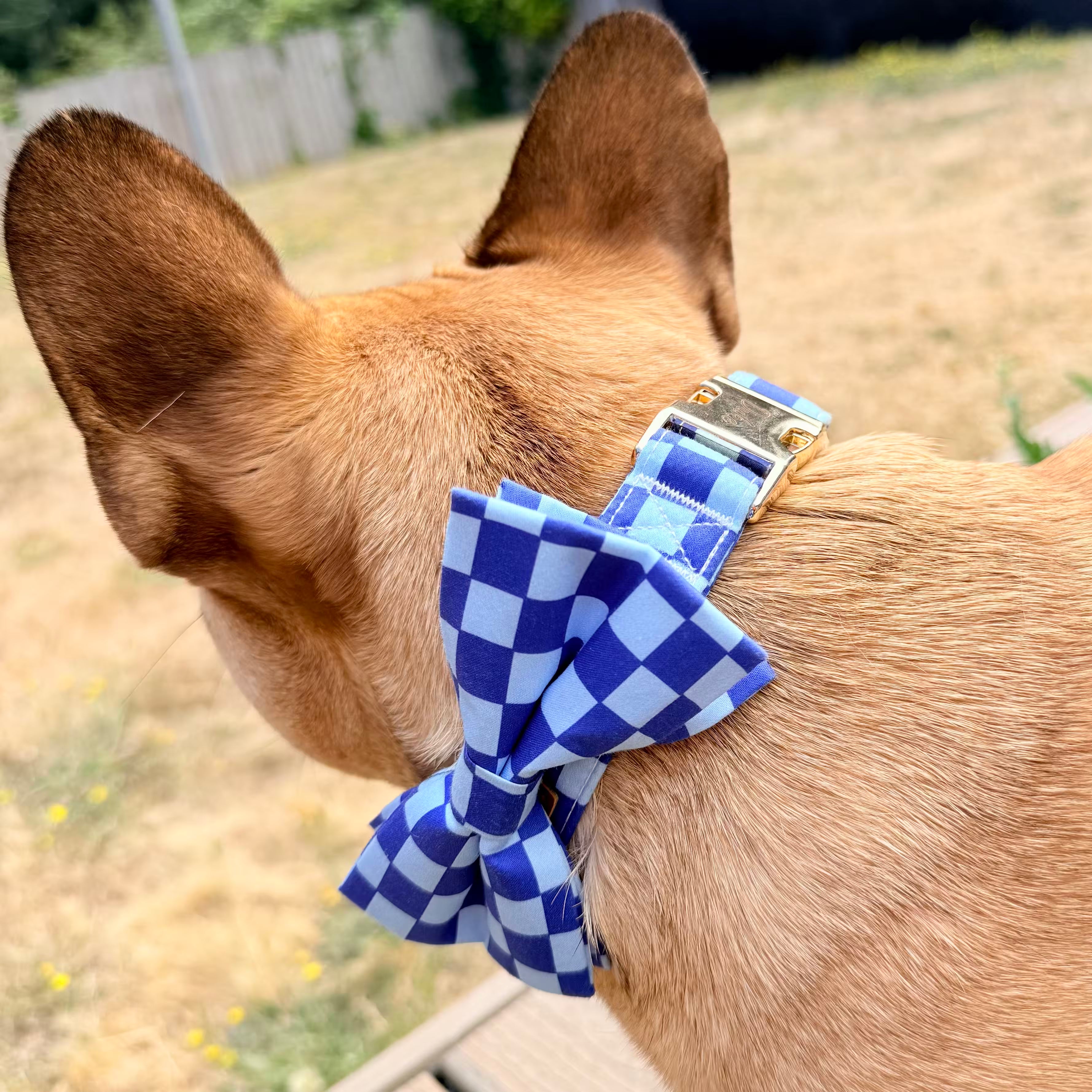Designed Blue Caro Dog Vest Set