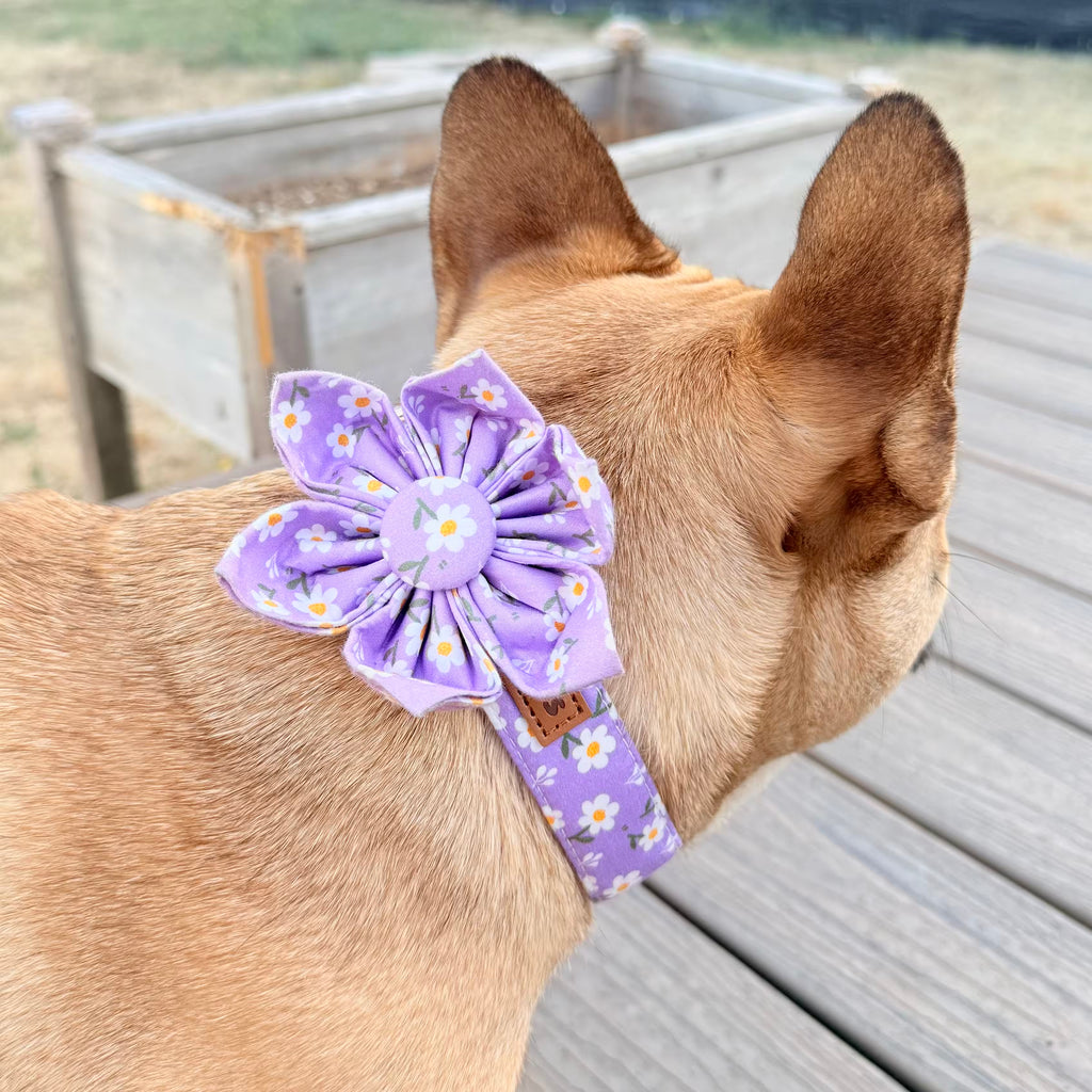 Designed Purple Daisy Floral Dog Vest Set