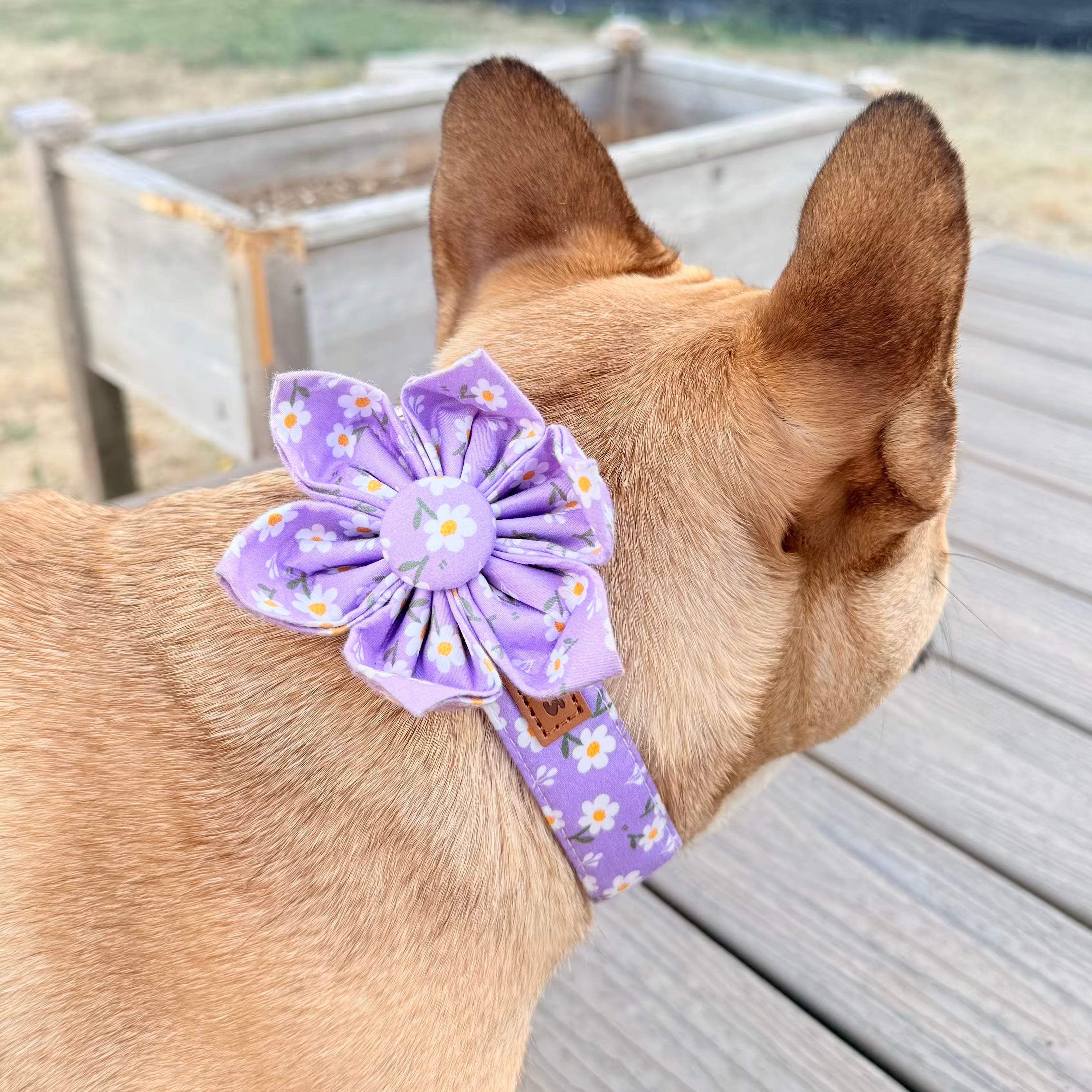 Designed Purple Daisy Floral Dog Vest Set