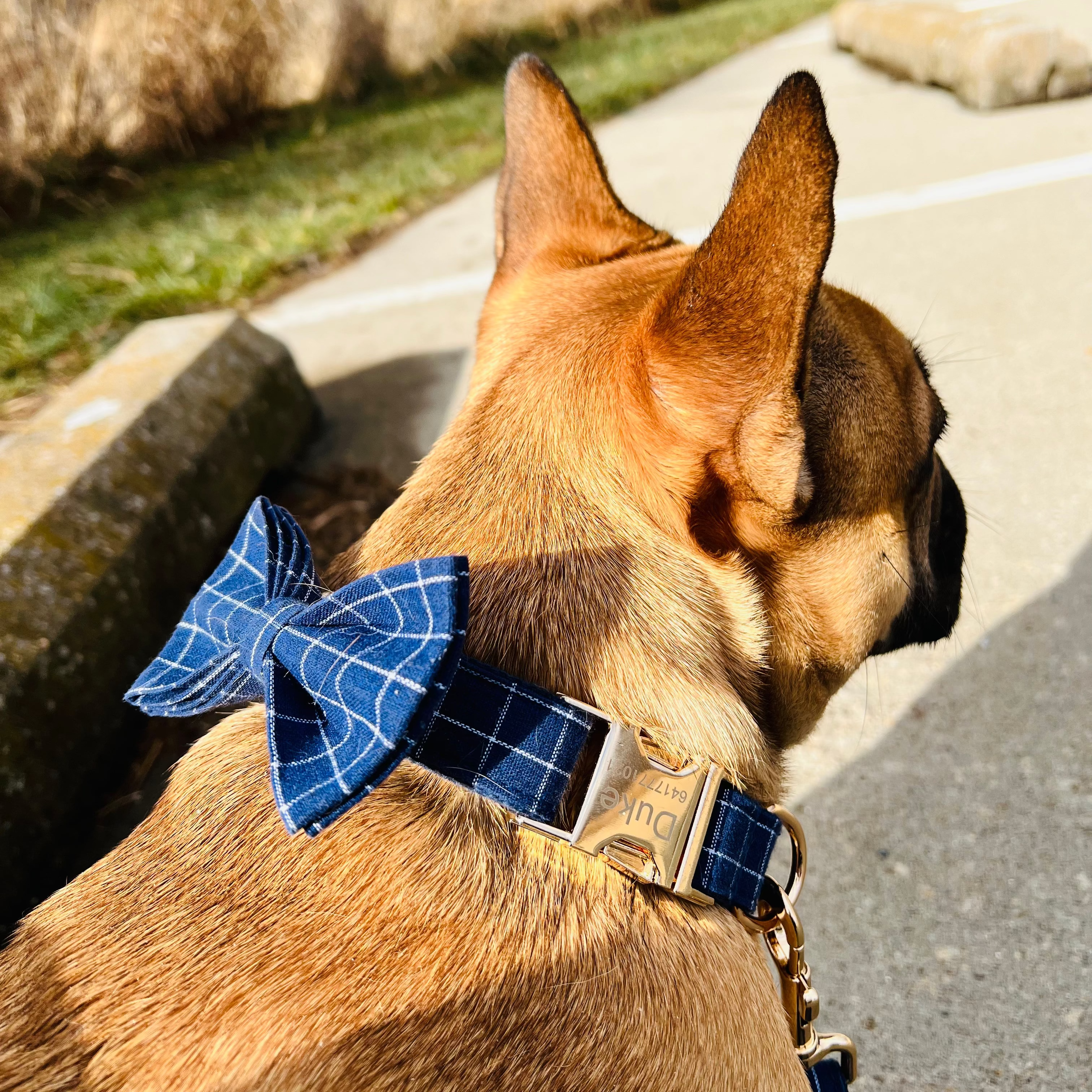 Dog wearing a blue bow tie and collar with a brand name, standing on a path with grass and rocks in the background.