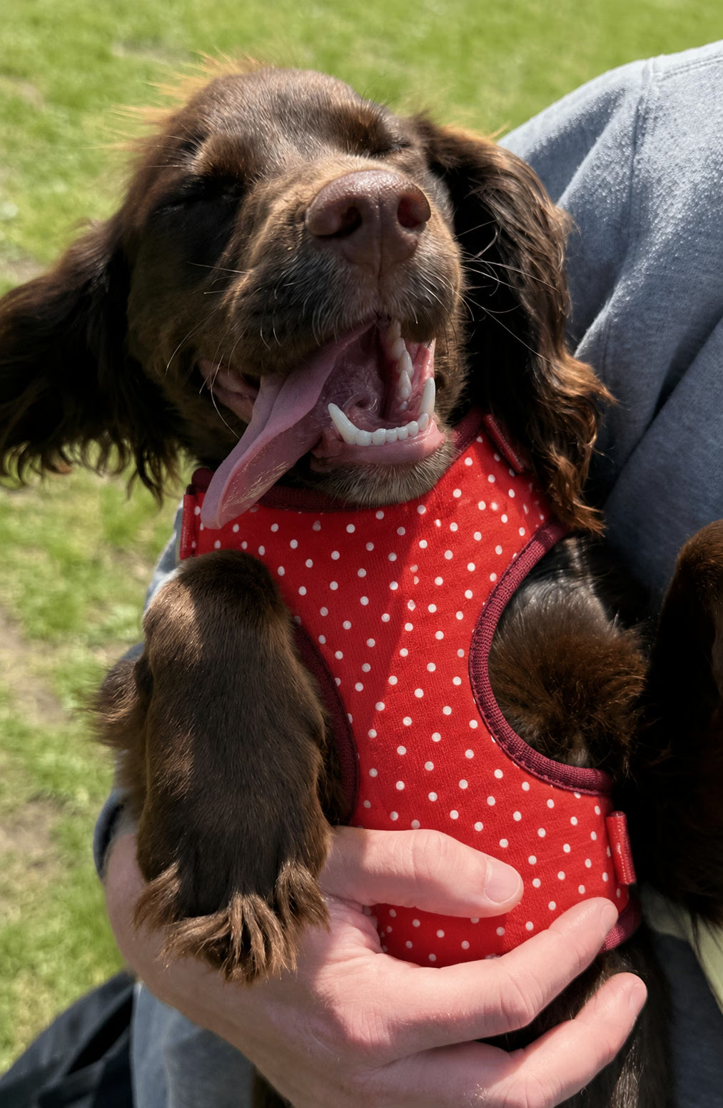 Designed Red Polka Dot Dog Vest Set
