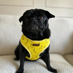 Designed Banana Dog Vest Set
