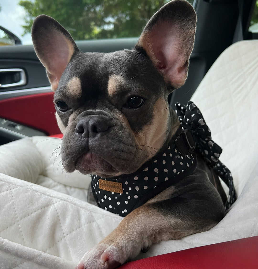 Designed Black Polka Dot Dog Vest Set