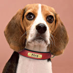 Personalized PU Leather Dog Collar – Soft Padded & Adjustable Custom ID Collar