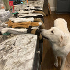 Funny Stuffing-Free Squeaky Dog Toy – Durable Plush Crinkle Animal Toy