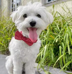 Designed Red Polka Dot Dog Vest Set