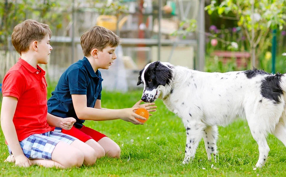 Squeaky Spiky Dog Ball – Durable Chew Toy for Teething Puppies & Aggressive Chewers