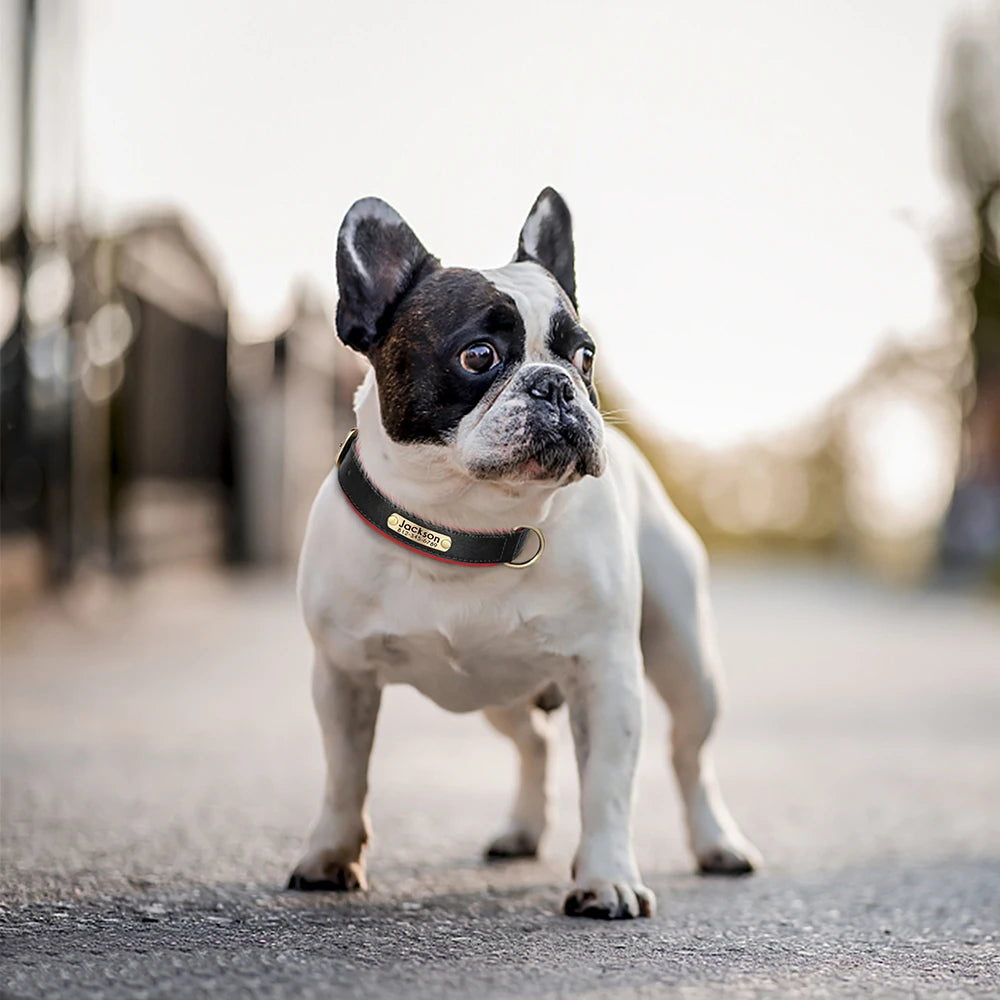 Personalized PU Leather Dog Collar – Soft Padded & Adjustable Custom ID Collar