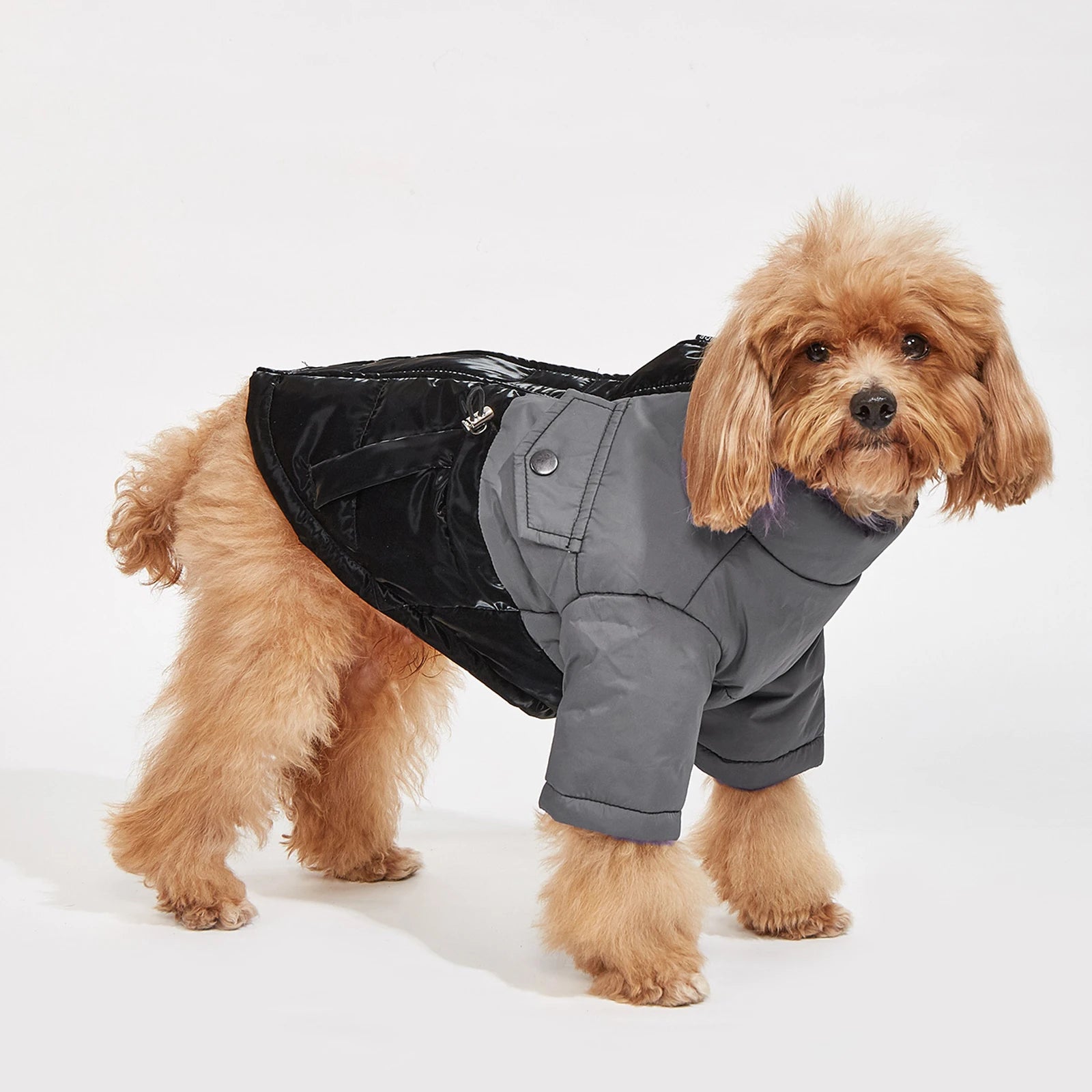 Winter Dog Jacket – Windproof, Cold-Resistant Coat for Small & Medium Dogs