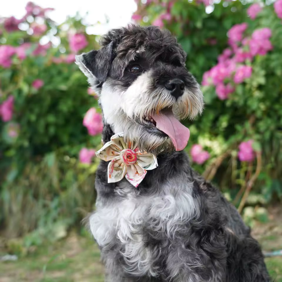Vintage Bloom Floral Dog Collar and Leash Set