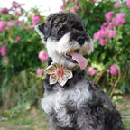 Vintage Bloom Floral Dog Collar and Leash Set