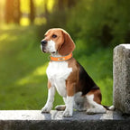 Personalized PU Leather Dog Collar – Soft Padded & Adjustable Custom ID Collar