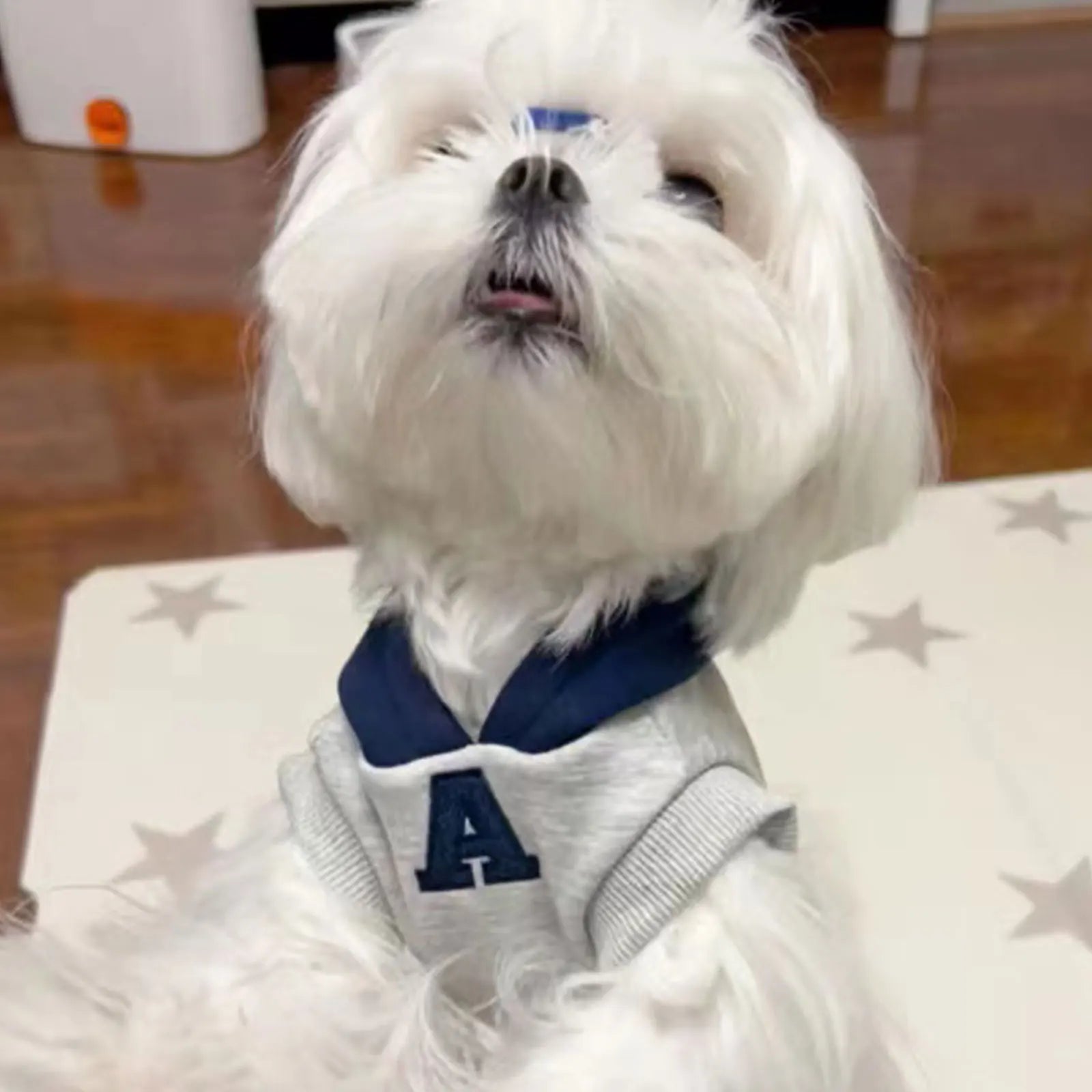 Winter Warm Dog Hoodie – Soft Polyester Pullover for Small & Medium Dogs