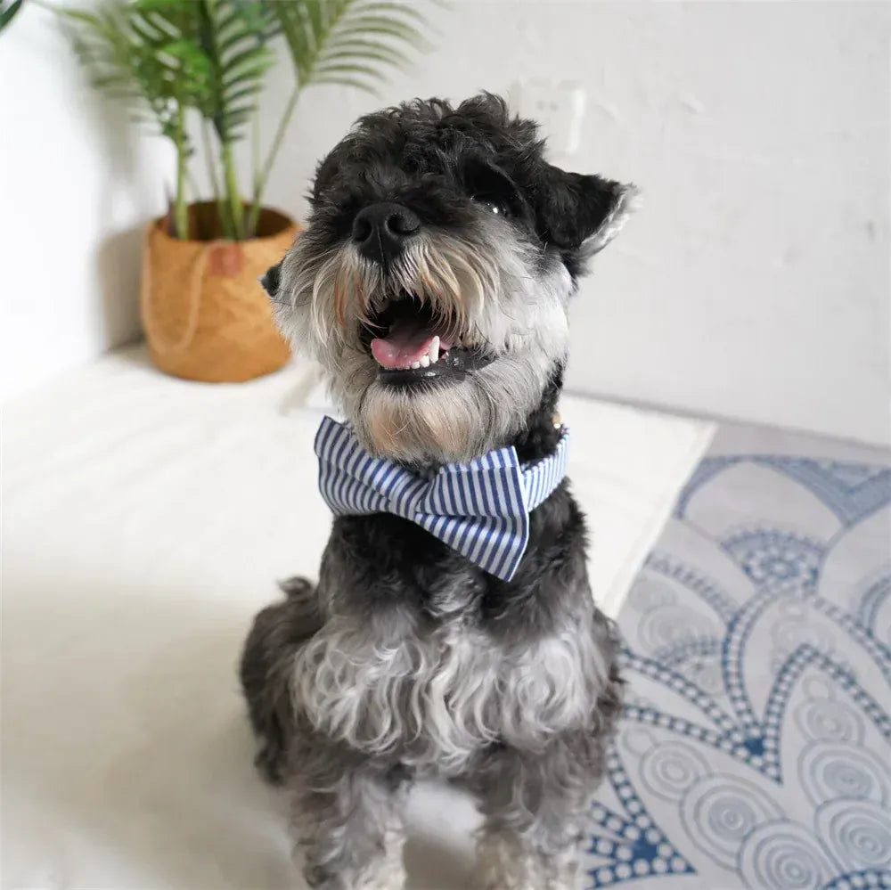DDPaws  Designed Navy White Plaid Set [Made-to-Order]