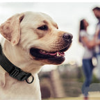 Heavy-Duty Tactical Dog Collar & Leash Set – Adjustable Military-Grade Design for All Dogs
