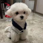 Winter Warm Dog Hoodie – Soft Polyester Pullover for Small & Medium Dogs