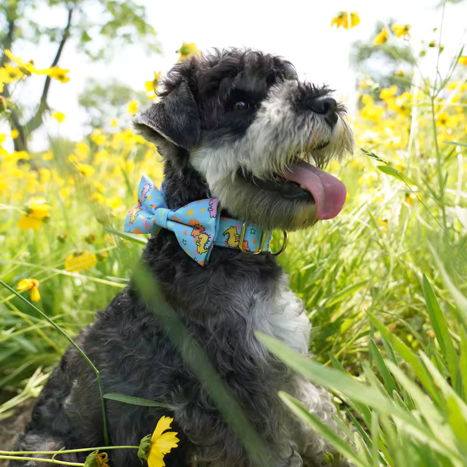Dinosaur Dog Collar and Leash Set