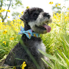Dinosaur Dog Collar and Leash Set