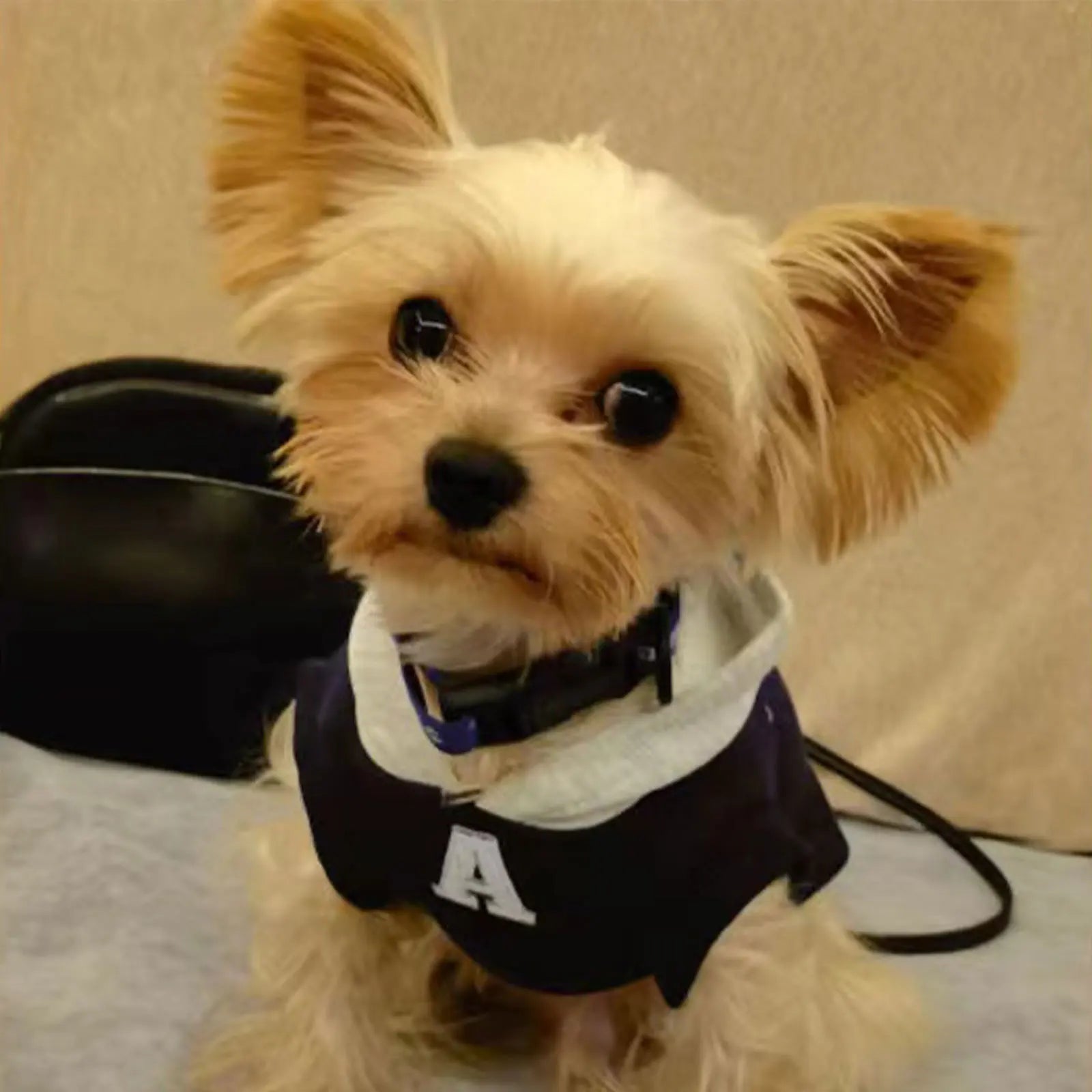 Winter Warm Dog Hoodie – Soft Polyester Pullover for Small & Medium Dogs