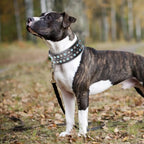 Genuine Leather Dog Collar – 2-Inch Wide Luxury Spike & Diamond Design for Medium & Large Dogs