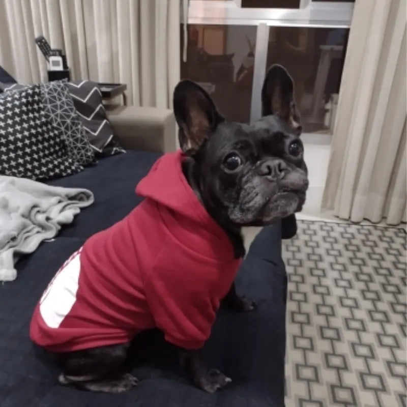 The Dog Face Hoodie – Warm Cotton Windproof Jacket for Small to Large Dogs