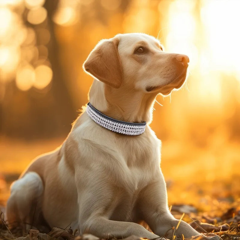 Rhinestone Dog Collar – Sparkling Crystal PU Collar for Cats & Dogs