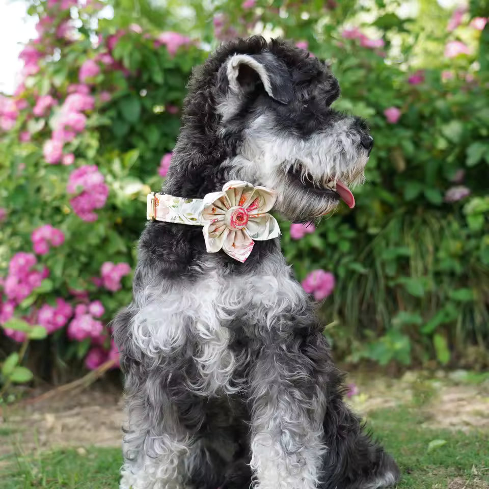 Vintage Bloom Floral Dog Collar and Leash Set