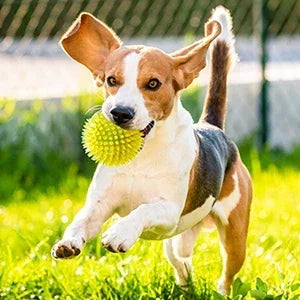 Squeaky Spiky Dog Ball – Durable Chew Toy for Teething Puppies & Aggressive Chewers
