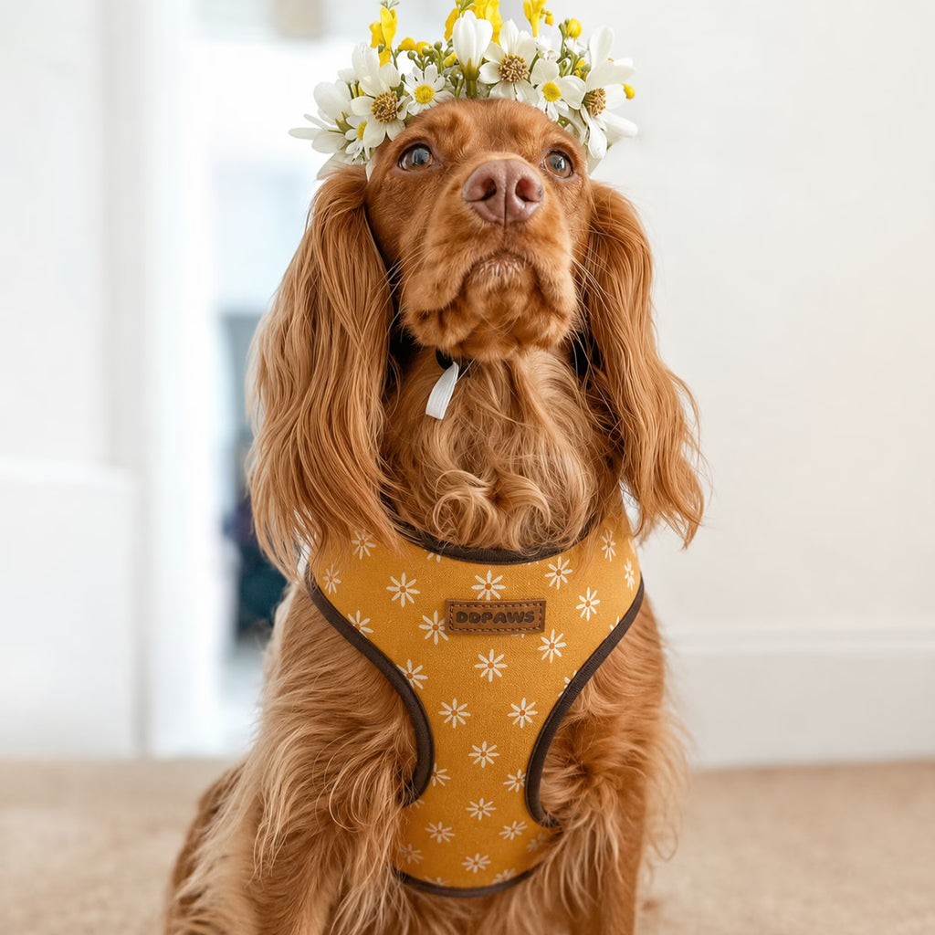 Designed Autumn Daisy Floral Dog Vest Set