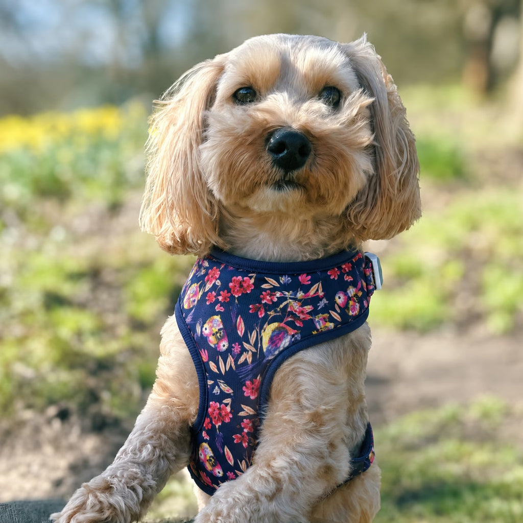 Designed Midnight Melody Floral Dog Vest Set